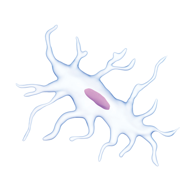 medically accurate illustration of an osteocyte