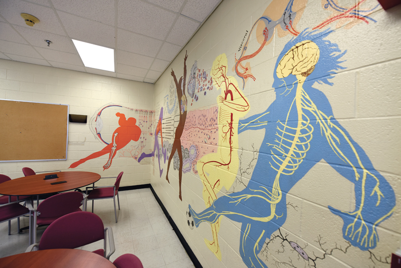 Medical Illustration mural