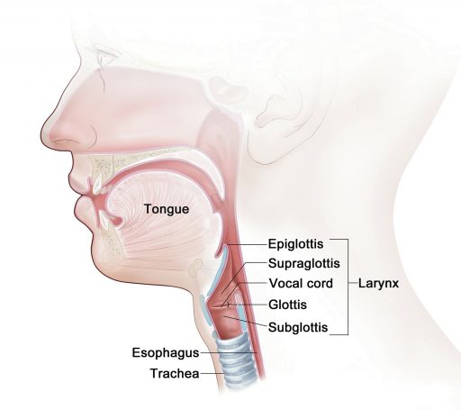 larynx